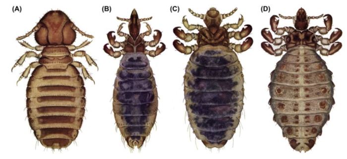 Lice cattle