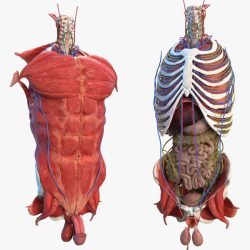 Anatomy human torso model labeled organs