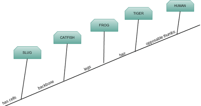 Cladogram practice 2 answer key