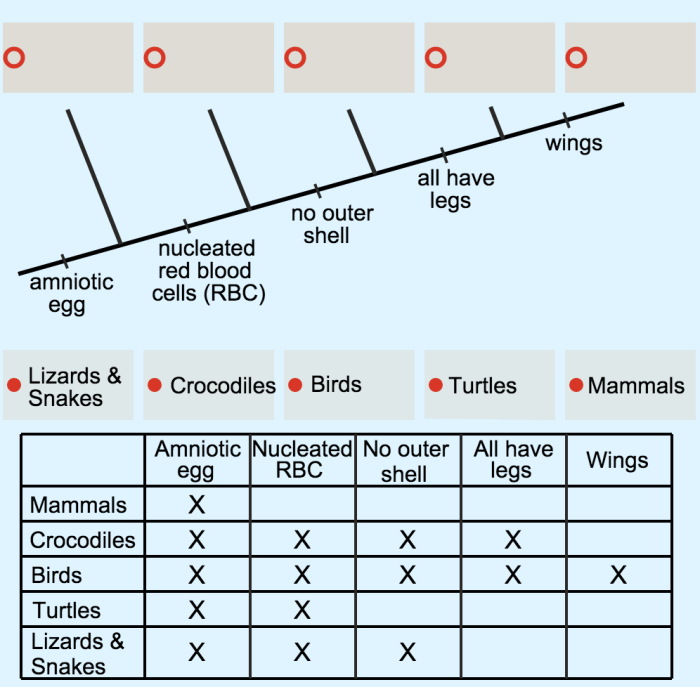 Cladogram practice 2 answer key