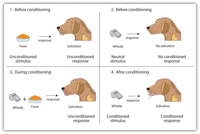 Classical or operant conditioning worksheet answers