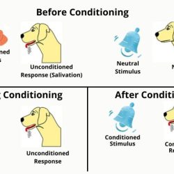 Classical or operant conditioning worksheet answers