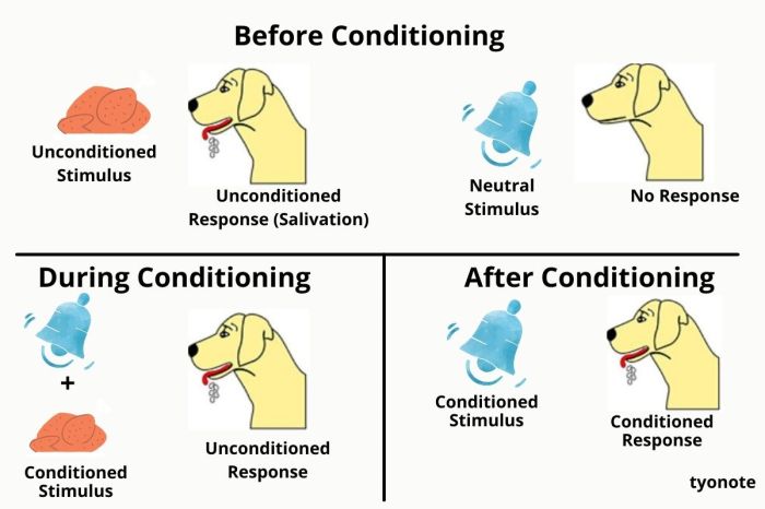 Classical or operant conditioning worksheet answers