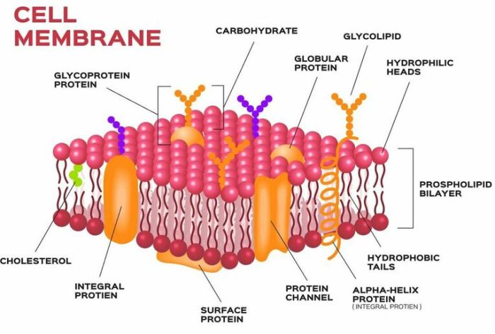 Membrane cell cellular spreadsheet