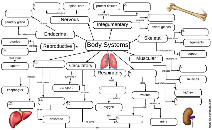 Biology corner cell graphic organizer