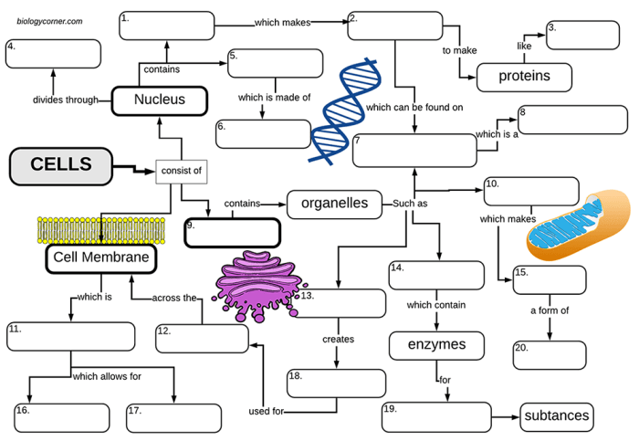 Biology corner cell graphic organizer