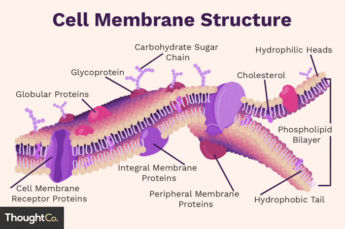 Cell membrane structure and function worksheet