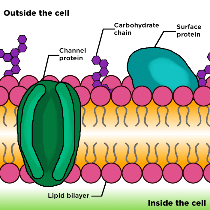 Function worksheet dna holt excel organelle