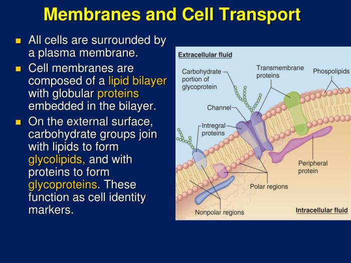 Cell membrane structure and function worksheet