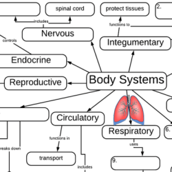 Biology corner cell graphic organizer