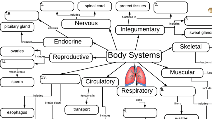 Biology corner cell graphic organizer